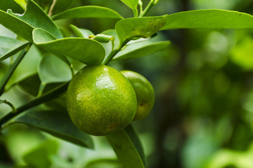 lemon tree