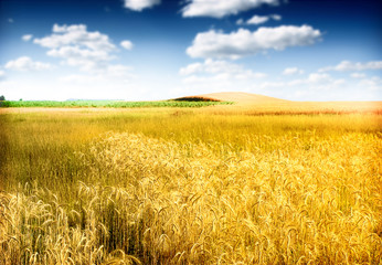 wheat field