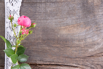 Romantische Gartenrose als Hintergrund