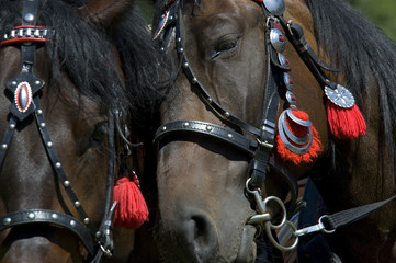 Obraz premium horses in love