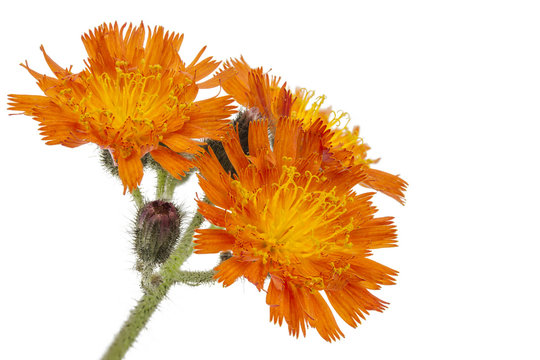 Orangerotes Habichtskraut (Hieracium aurantiacum)