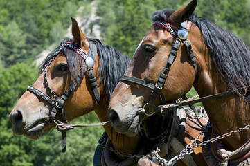 horsedrawn horses in Poland