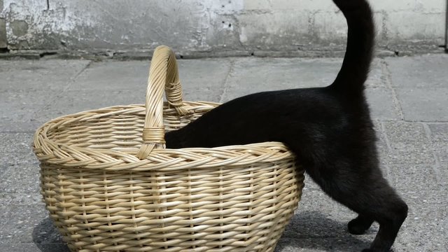 Katze im Korb