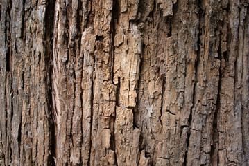 Tree bark textur