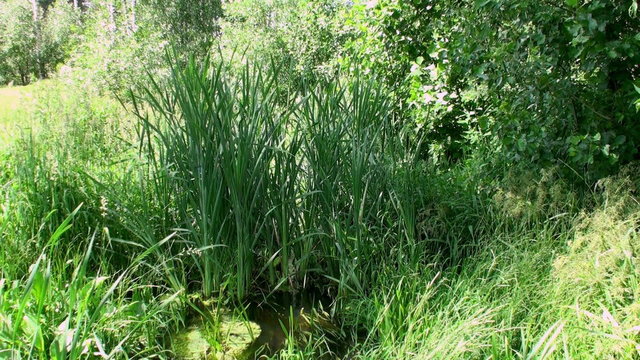 Sedge grass in a small river