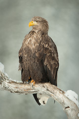 White Tailed Eagle
