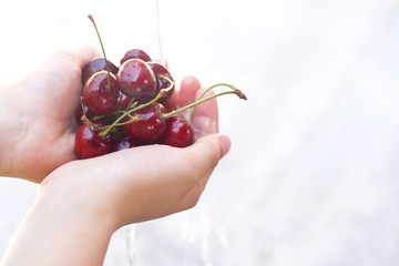 fresh cherries in the hands