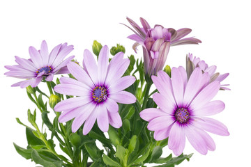 Flowers for the summer  girlfriend