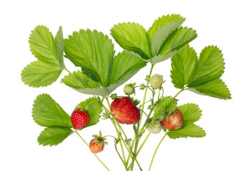 bush of garden strawberries