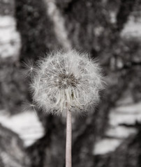 Pusteblume