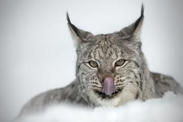 Naklejka premium Eurasian Lynx
