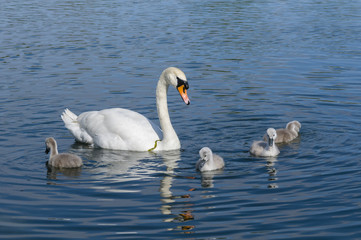 Parent swan with offspring