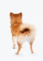 Pomeranian puppy on white gradient background
