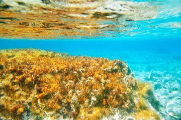 Fototapeta na wymiar Ibiza Formentera anemon podwodne seascape