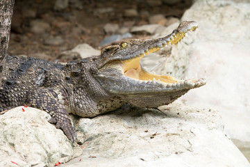 Obraz premium Crocodile