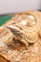 Juvenile Bearded Dragon Looking Up