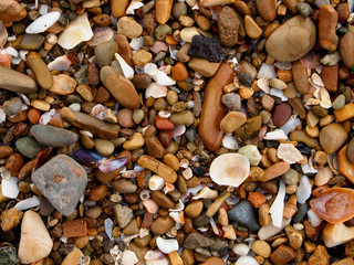 Shells on Beach