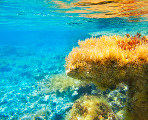Obraz premium Ibiza Formentera podwodny anemonowy krajobraz