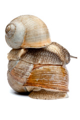 Snail isolated on white background