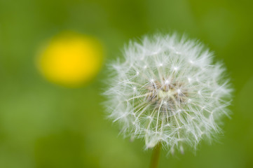 Dandelion seeds