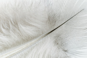 White feather close up