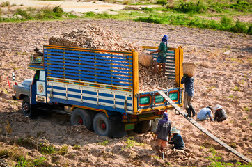 Agricultural worker harvesting cassava