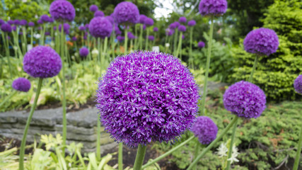 Obraz premium Ornamental allium flower