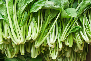       Chinese Cabbage-PAI TSAI or   Brassica chinensis Jusl var