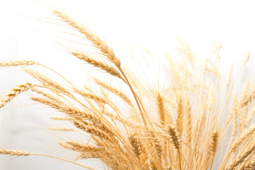 wheat as the background