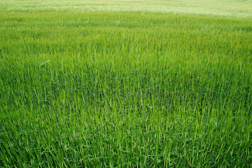 A very vibrant green field