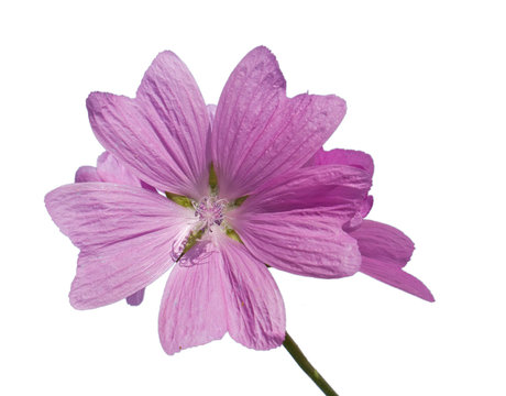 Malva Moschata