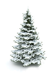 Spruce tree (Christmas tree) covered with snow