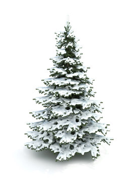 Spruce tree (Christmas tree) covered with snow