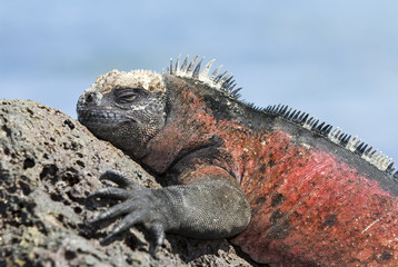 Marine iguana
