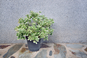Evónimo, euonymus japonicus