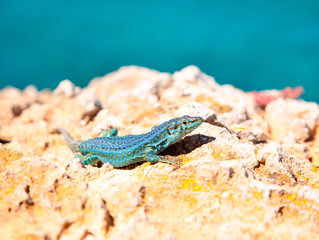 formentera lizard Podarcis pityusensis formenterae