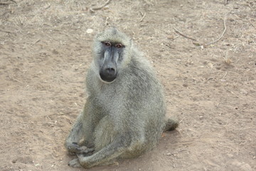 babouin
