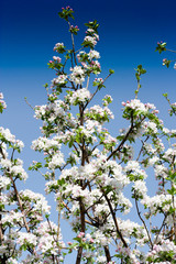 Beautiful flowers on the fruit tree in spring