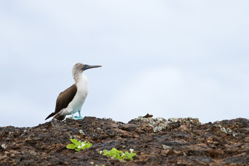 Blue footed booby, Sula nebouxii, in Galapagos islands