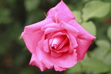 Beautiful  rose in a garden