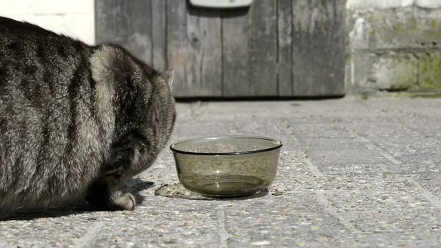 Katze leckt Sch&uuml;ssel