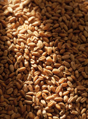 Grains of wheat