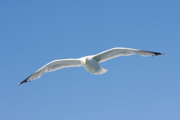 A herring gull (Larus argentatus) flying in the blue sky