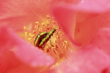 Beautiful  rose in a garden
