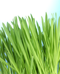 Fototapeta na wymiar beautiful green grass on blue background
