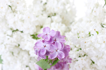 lilac flowers on white background close-up