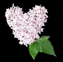 Lilac petals in heart shape isolated on black