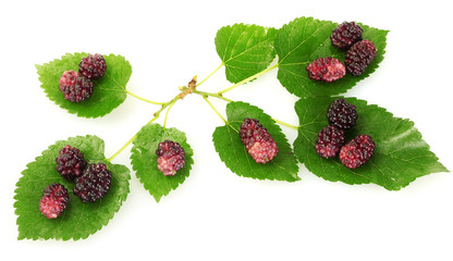 mulberry leaves and berries isolated