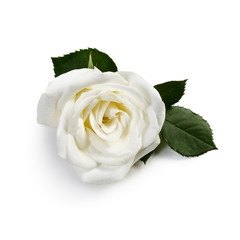 Obraz premium White Rose