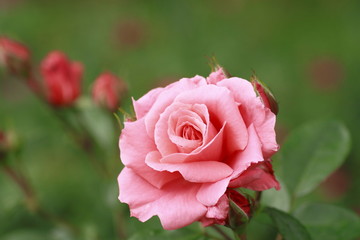 Beautiful  rose in a garden